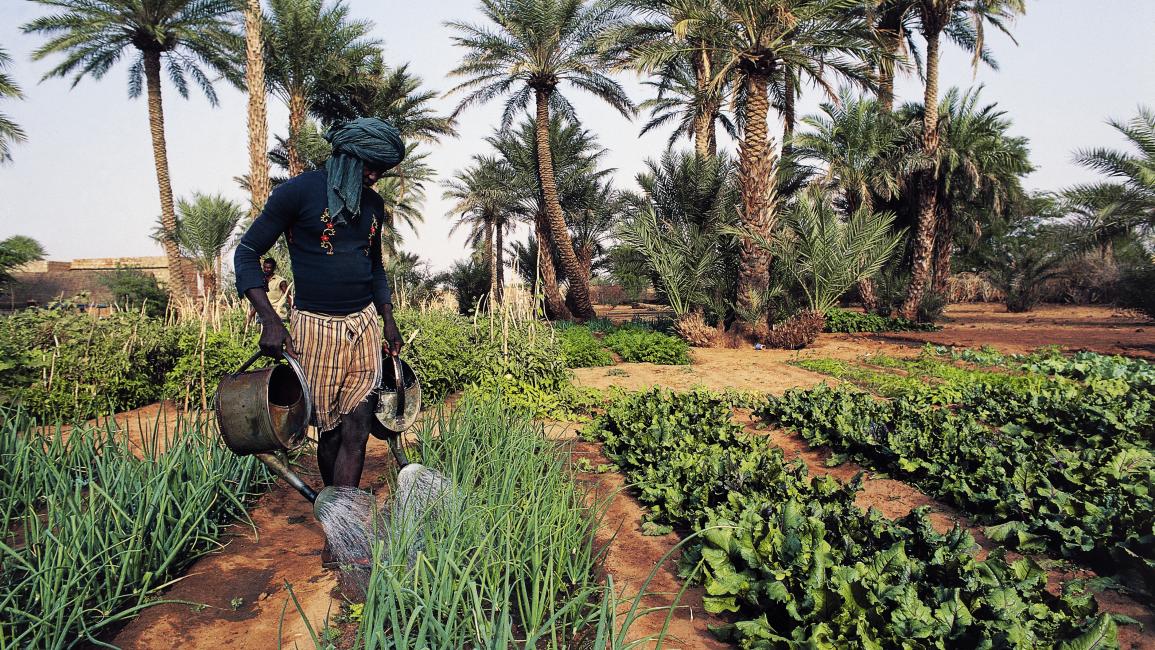 زراعة موريتانيا واحات موريتانيا (Getty)