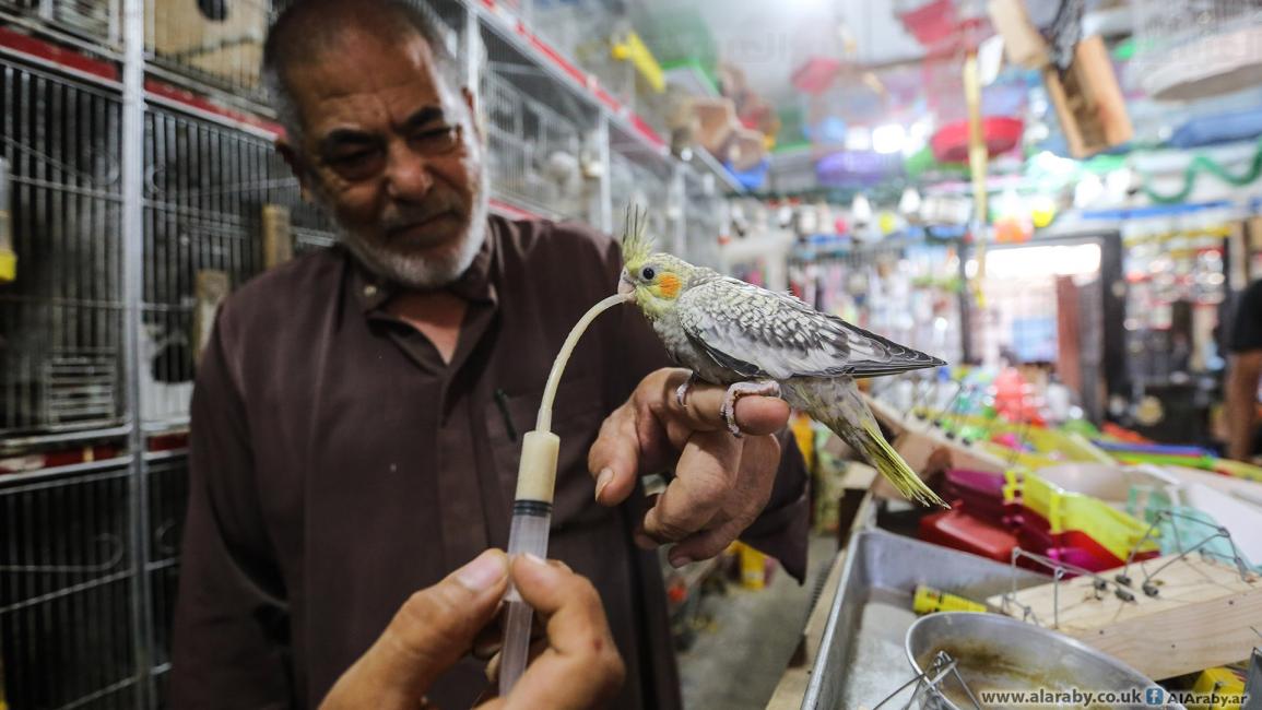 تفريخ وتربية الطيور في غزة (عبد الحكيم أبو رياش/العربي الجديد)