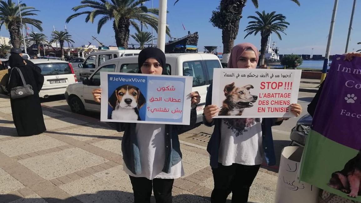 الكلاب السائبة تونس/فيسبوك/مجتمع