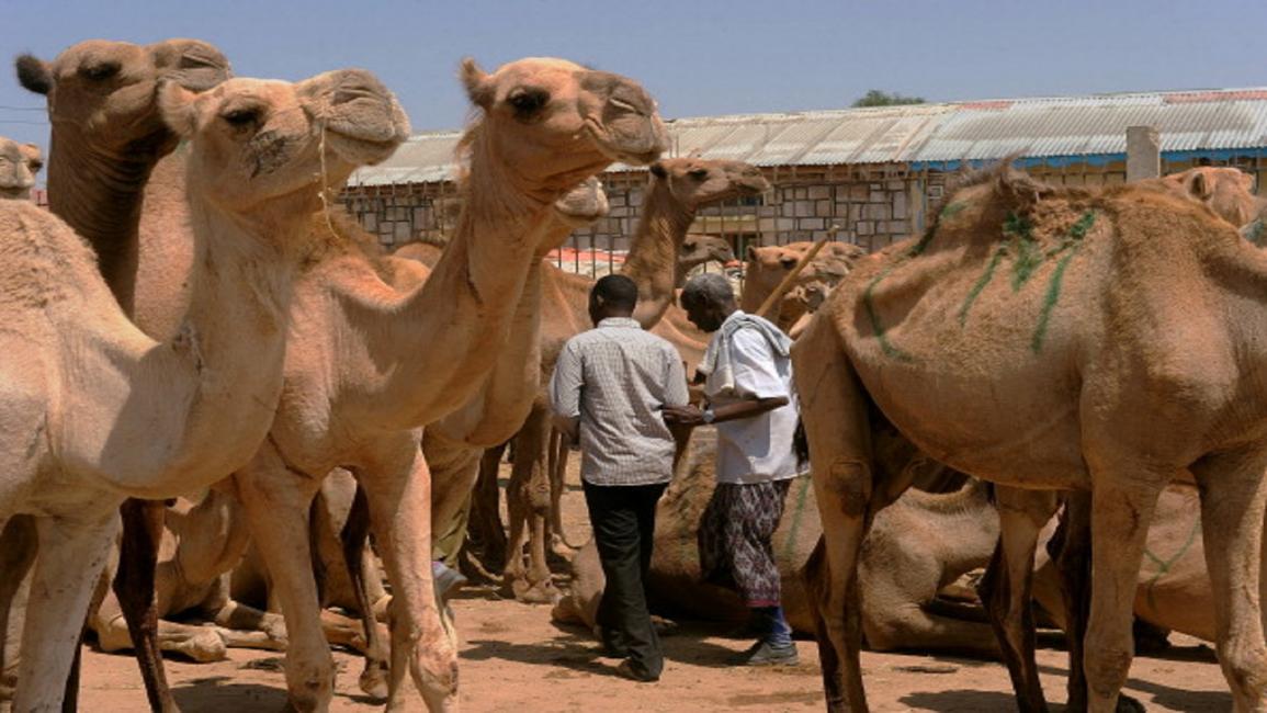 somali camel