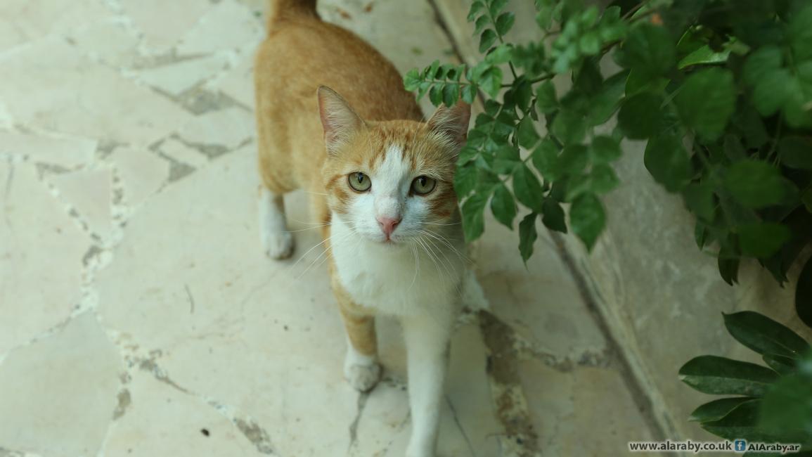 قطط في بيروت