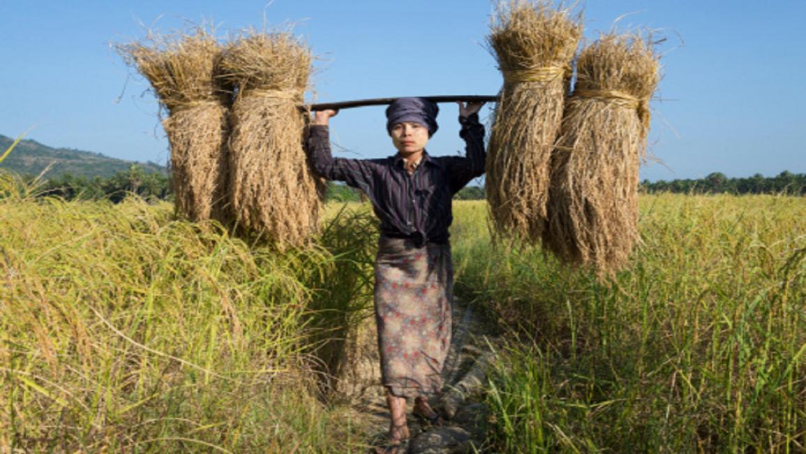 المرأة في مزارع الأرز