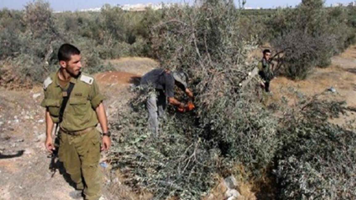 عناصر الاحتلال يدمرون أشجار بلدة العيسوية الفلسطينية (فيسبوك)