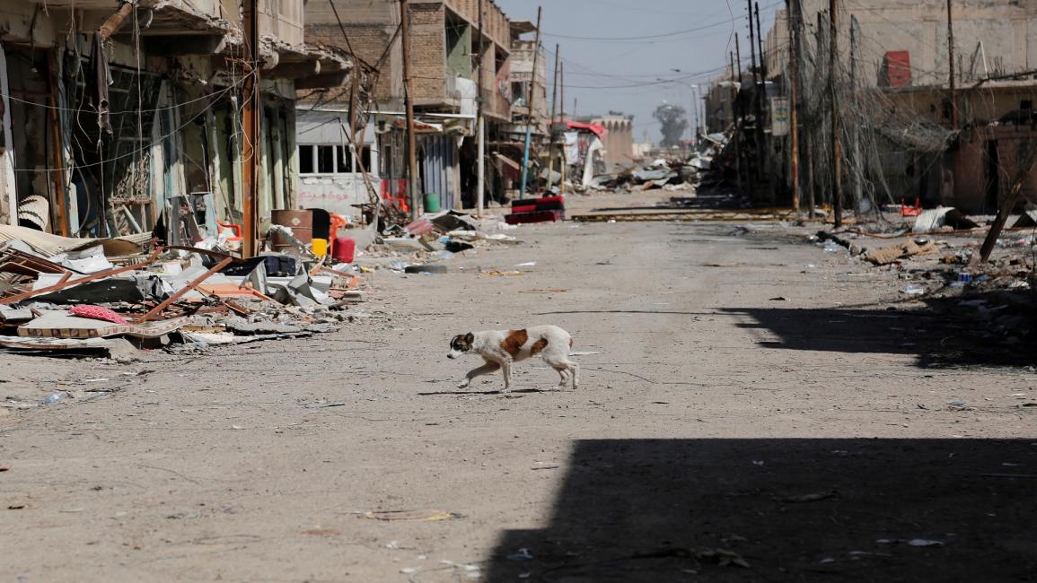 الكلاب السائبة في العراق/مجتمع/غيتي