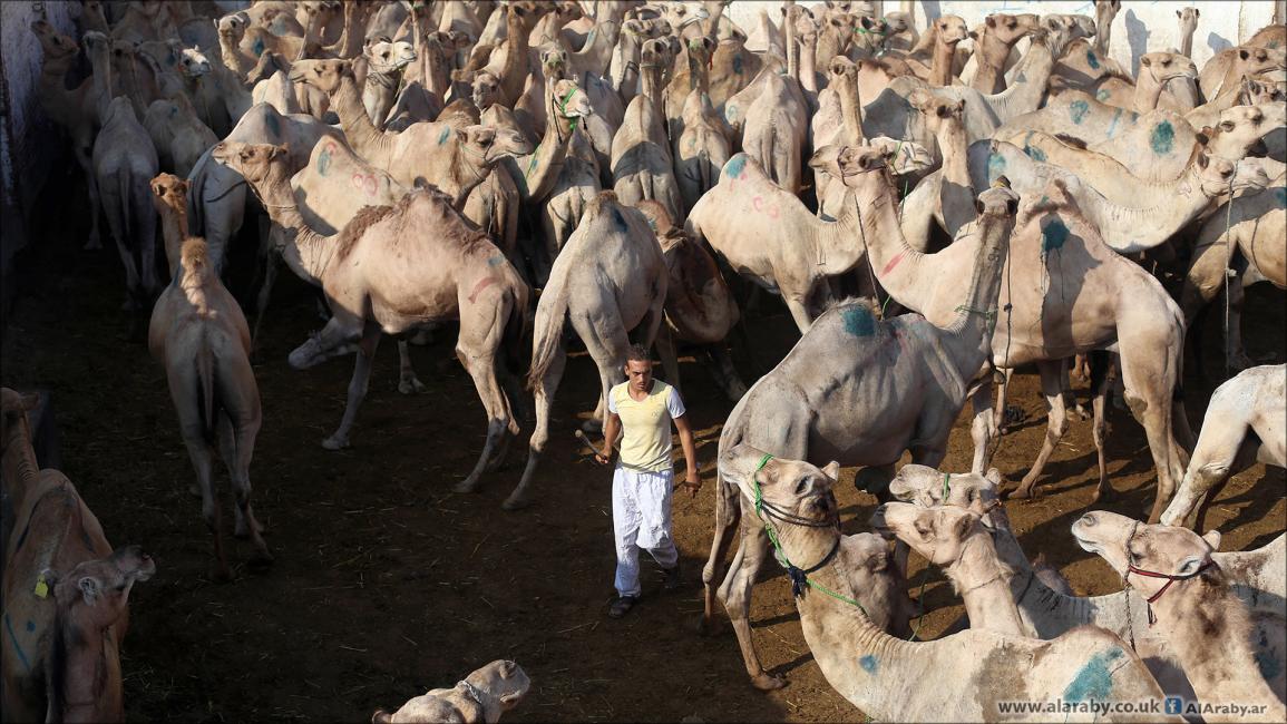 سوق برقاش ملتقى تجّار الإبل في مصر