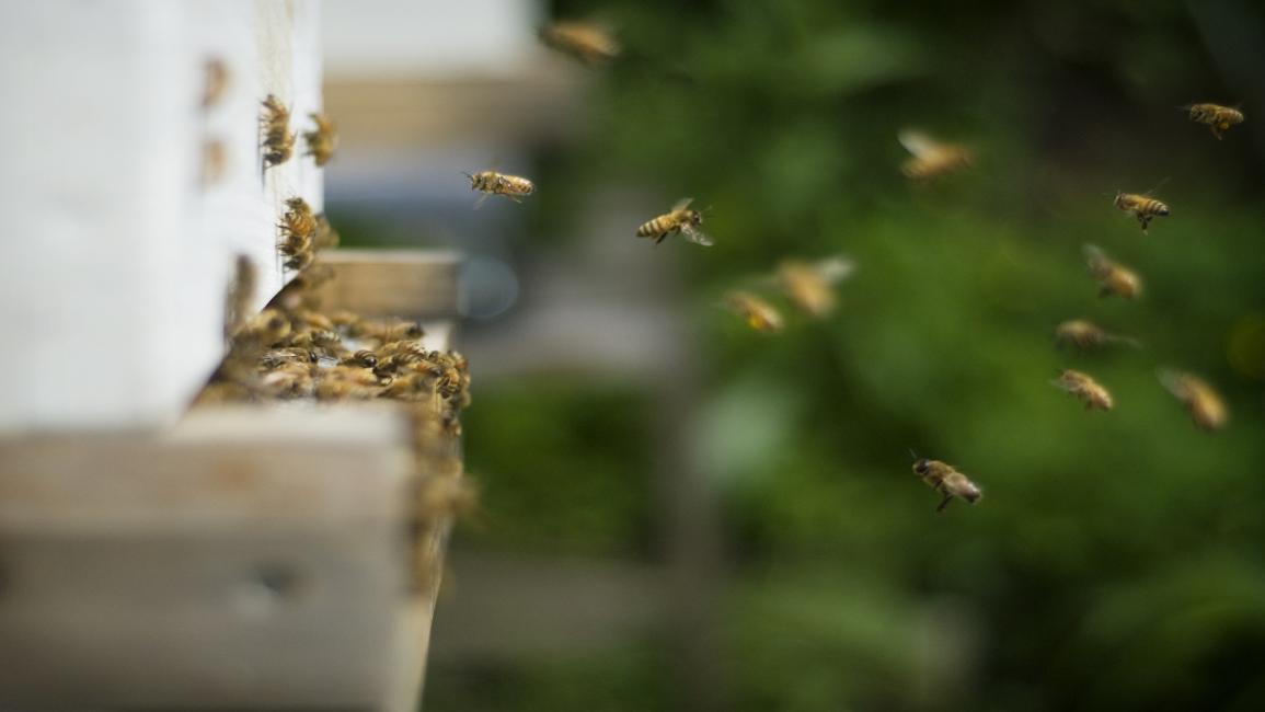 إنتاج العسل يحسن المداخيل وظروف المعيشة(GETTY)
