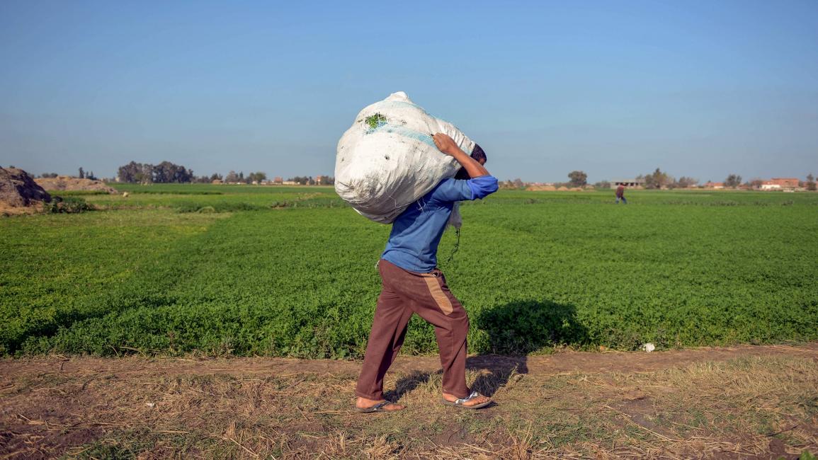 أراضٍ زراعية في مصر (محمد الشاهد/فرانس برس)
