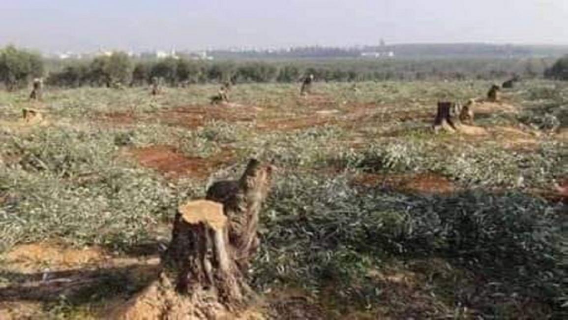 النظام السوري يقطع أشجار الزيتون بمدينة كفرزينا بريف حماة(فيسبوك)