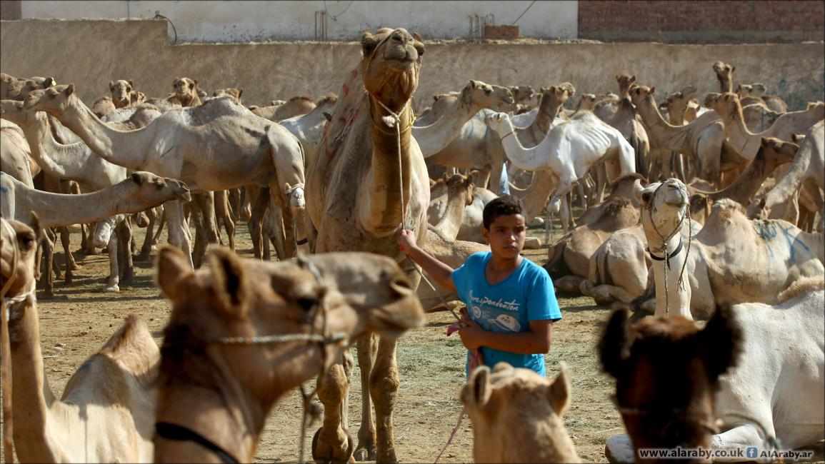 سوق برقاش ملتقى تجّار الإبل في مصر