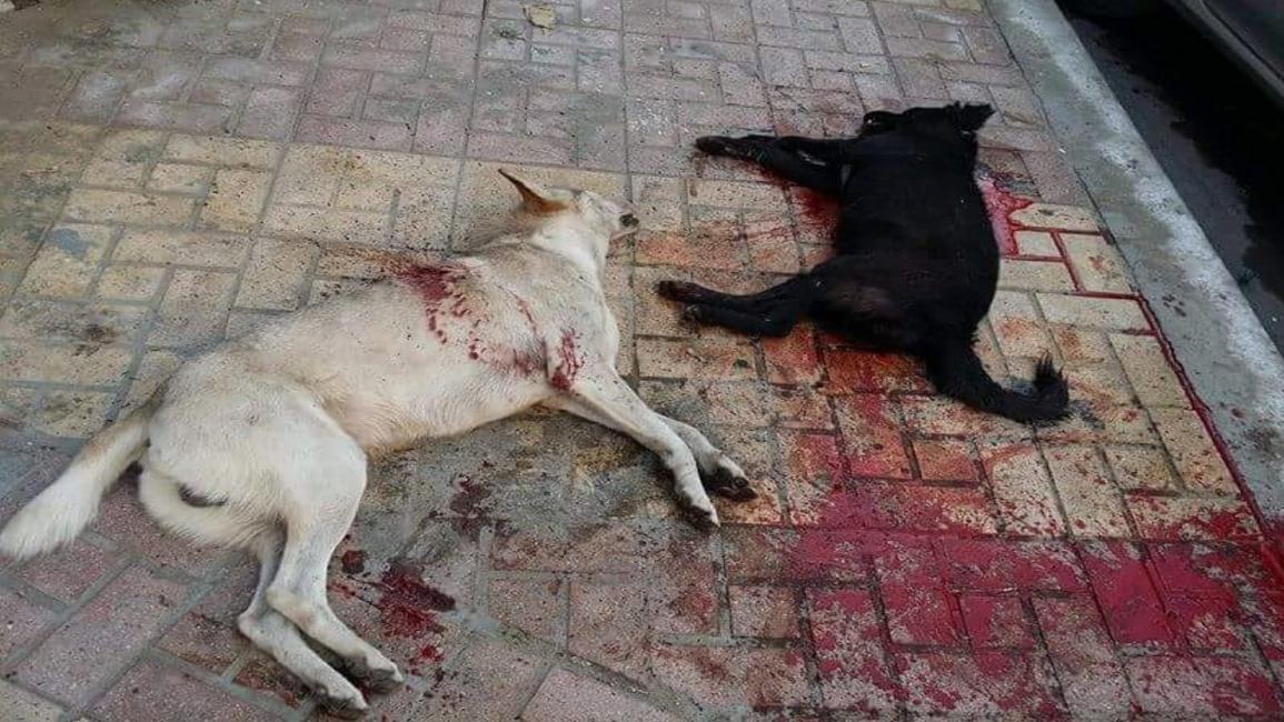 قتل الكلاب والقطط في شوارع الإسكندرية (فيسبوك)