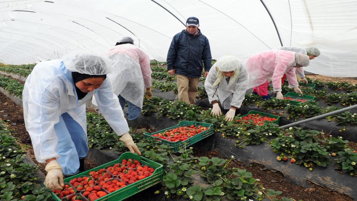 آلاف العاملات المغربيات بمزاع الفراولة الإسبانية (عبدالحق سنة/فرانس برس)
