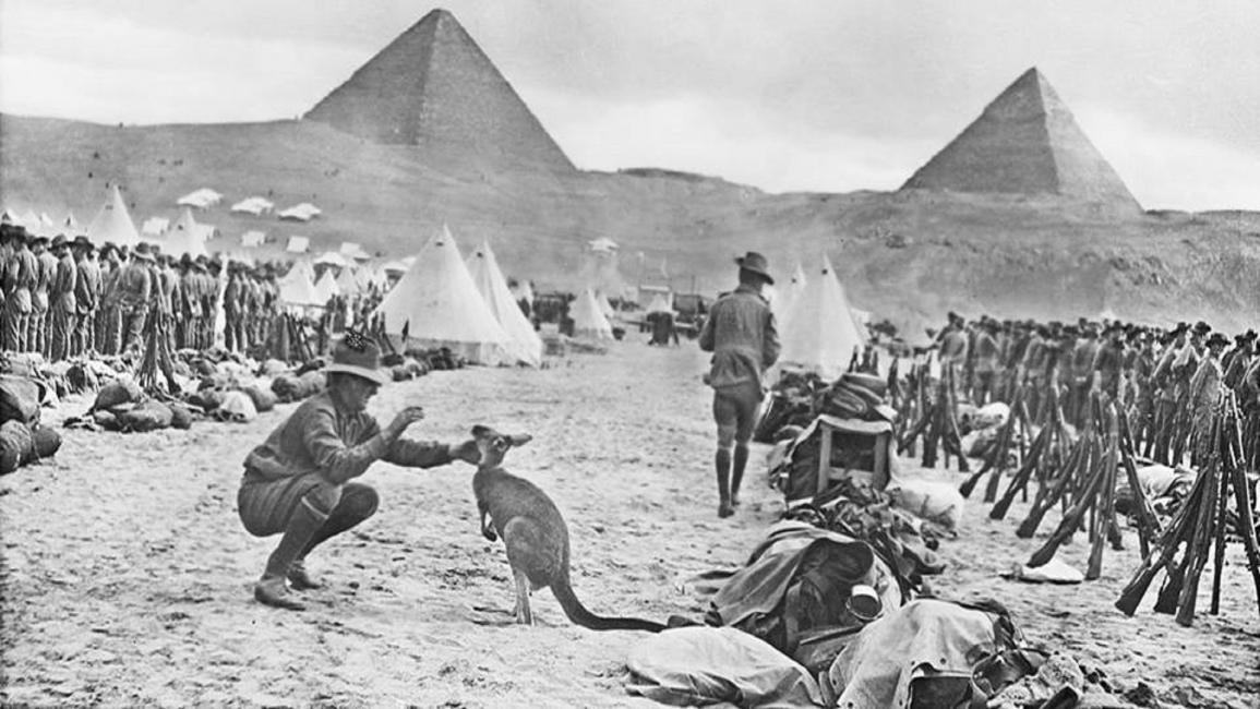 كناغر أستراليا في مصر ترافق الجنود