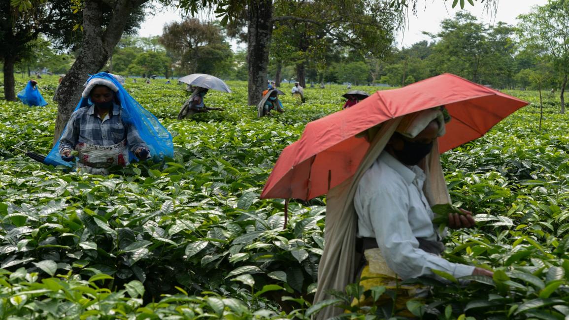 قطاف الشاي في الهند/مجتمع (ديبتيندو دوتا/ فرانس برس)