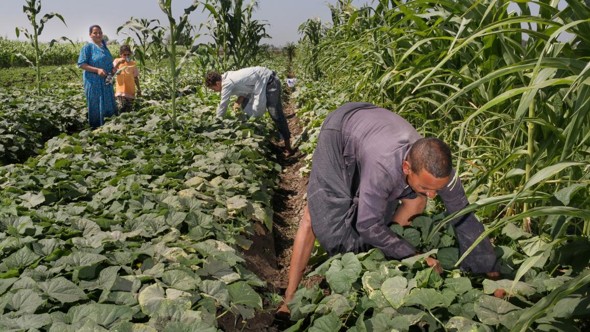 مزارعون مصريون بالمنيا في الصعيد - مصر - مجتمع