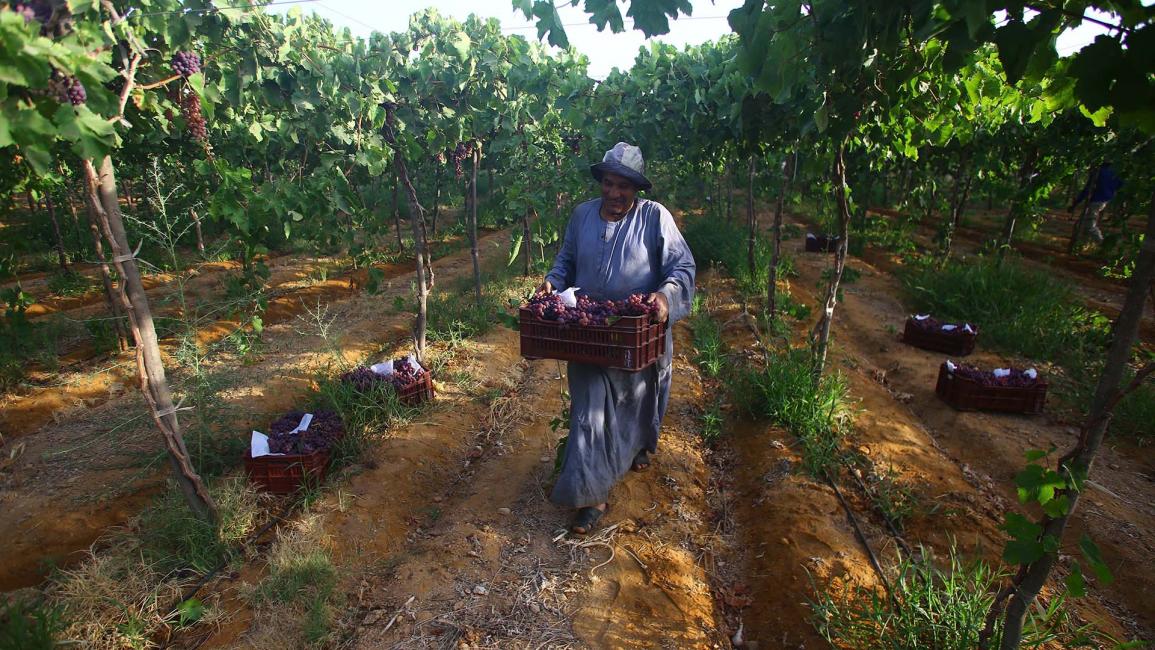 زراعة العنب في مصر