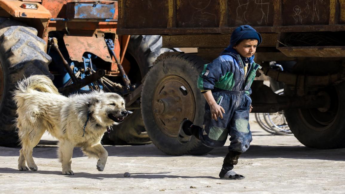 تربية الكلاب في سورية(دليل سليمان/فرانس برس)