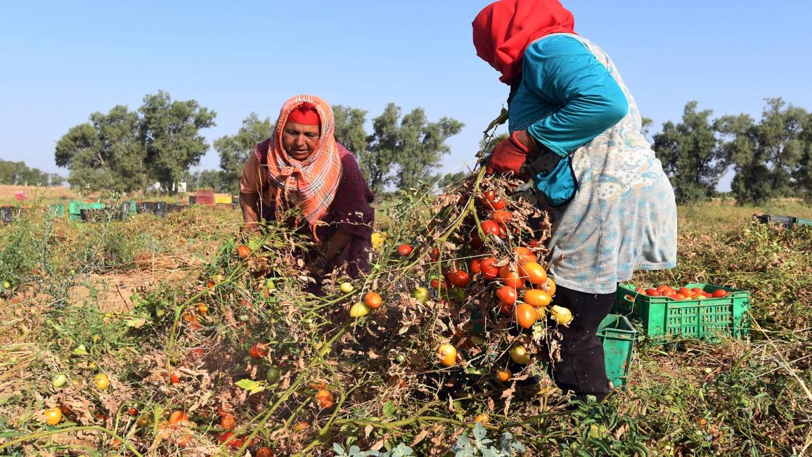 يدفع الفقر الريفيات التونسيات إلى العمل (فتحي بليد/فرانس برس)