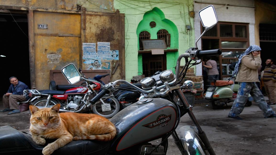 القطط والكلاب أبرز الحيوانات في شوارع مصر (ديفيد سيلفرمان/Getty)