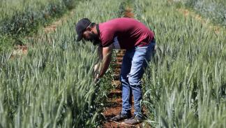 القمح في لبنان / البقاع 10 مايو 2022 (Getty)
