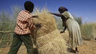 القمح في السودان/ فرانس برس