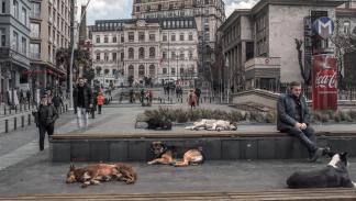 مشاهد الكلاب في شوارع تركيا أولى ما تلفت السياح (بولنت كيليتش/ فرانس برس)