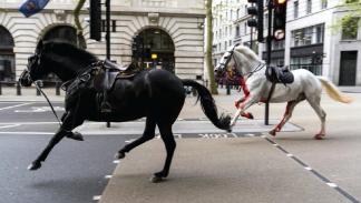 خيول هاربة في لندن