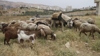 راع فلسطيني وماشية في الضفة الغربية - 8 يونيو 2023 (ناصر اشتية/ Getty)