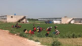 عمال من المخيمات في معرة مصرين (العربي الجديد)
