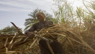 زراعة قصب السكر في مصر/ Getty 