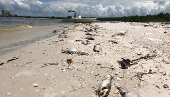 مئات الأسماك النافقة على شاطئ بفلوريدا في 2018 (فرانس برس)