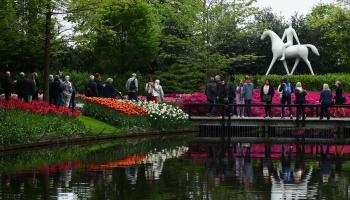 الزهور والربيع في هولندا (Getty)