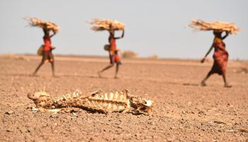 الجفاف في شمال كينيا (سيمون ماينا/فرانس برس)