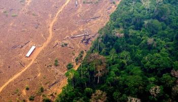 إزالة الغابات واشتعالها في الأمازون يؤثر على التنوع الحيوي (فرانس برس)