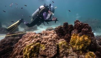 يدرس العلماء ظاهرة تفشي "الشريط الأصفر" على الشعب المرجانية في خليج تايلاند(فرانس برس)