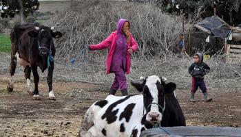الجفاف ضاعف أزمات قطاع الألبان وزراعة الأعلاف في تونس (فتحي بلعيد/فرانس برس)