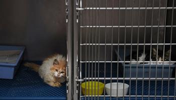 قطة في عيادة بيطرية في قبرص (فرانس برس)