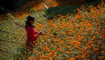 فتاة تقطف الأزهار (بيفاس شريثا/ Getty)