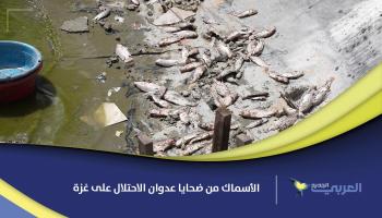 الأسماك من ضحايا عدوان الاحتلال على غزة