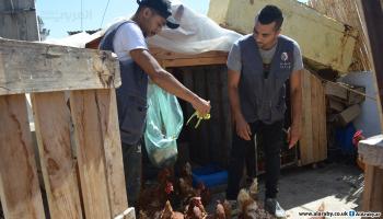 تربية دجاج في مخيم عين الحلوة (العربي الجديد)