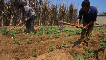 مشكلات كثيرة يتعرض لها المزارعون الجزائريون (Getty)