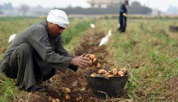 توقعات بارتفاع زراعة البطاطس (Getty)