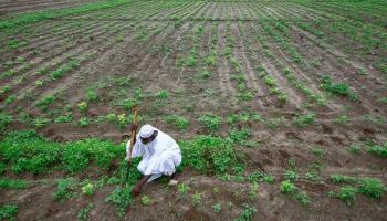 زراعة وأزمة مياه في السودان (أشرف شاذلي/ فرانس برس)