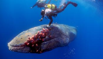 محاولات لتحرير احوت أحدب (جمل البحر) طوله 12 متراً من شبكة صيد في إسبانيا (Pedrosub TPX/رويترز)