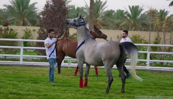 خيول كربلاء (العربي الجديد)