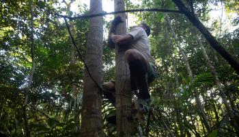 متسلق أشجار في الأمازون (ماورو بيمنتل/ فرانس برس)