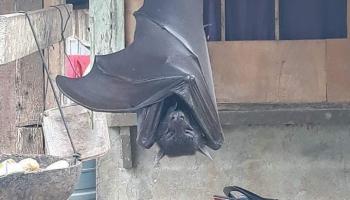 خفاش عملاق