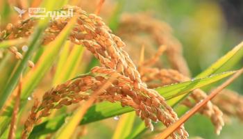 بعد أزمة القمح... هل يواجه العالم نقص إمدادات الأرز؟