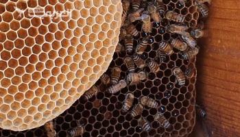 المبيدات الحشرية تسبب الخسائر لمربي النحل في إدلب 