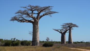 الجفاف يهدد غابات أفريقيا (كارلو موركوشو/Getty)