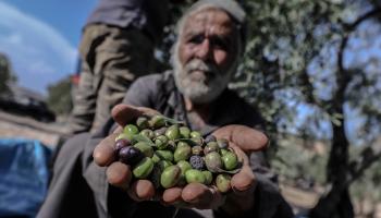 يذهب المزارعون لحقولهم رغم مخاطر قصف النظام السوري وحلفائه الذين يستهدفون المنطقة (عزالدين قاسم/الأناضول)